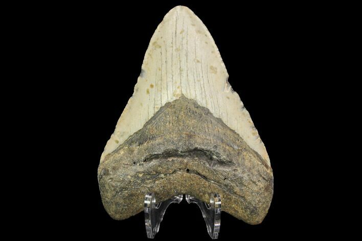 Fossil Megalodon Tooth - North Carolina #124645